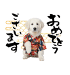 グレートピレニーズ♡お正月スタンプ（個別スタンプ：3）