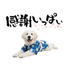 グレートピレニーズ♡お正月スタンプ（個別スタンプ：14）