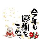 グレートピレニーズ♡お正月スタンプ（個別スタンプ：16）