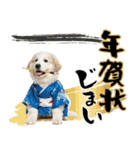 グレートピレニーズ♡お正月スタンプ（個別スタンプ：24）