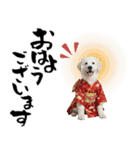 グレートピレニーズ♡お正月スタンプ（個別スタンプ：28）