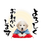 グレートピレニーズ♡お正月スタンプ（個別スタンプ：29）