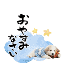 グレートピレニーズ♡お正月スタンプ（個別スタンプ：34）