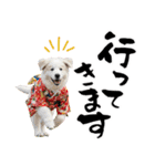 グレートピレニーズ♡お正月スタンプ（個別スタンプ：35）