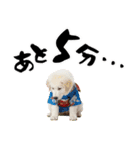 グレートピレニーズ♡お正月スタンプ（個別スタンプ：36）