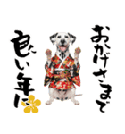 ダルメシアン子犬！いっぱいお正月スタンプ（個別スタンプ：15）