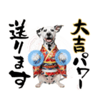 ダルメシアン子犬！いっぱいお正月スタンプ（個別スタンプ：19）