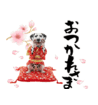 ダルメシアン子犬！いっぱいお正月スタンプ（個別スタンプ：21）