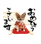 パピヨン子犬！華やかお正月スタンプ（個別スタンプ：3）