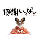 パピヨン子犬！華やかお正月スタンプ（個別スタンプ：14）