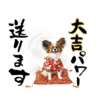 パピヨン子犬！華やかお正月スタンプ（個別スタンプ：19）