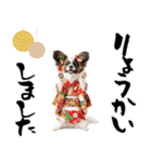 パピヨン子犬！華やかお正月スタンプ（個別スタンプ：20）
