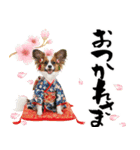 パピヨン子犬！華やかお正月スタンプ（個別スタンプ：21）