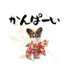 パピヨン子犬！華やかお正月スタンプ（個別スタンプ：22）