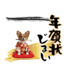 パピヨン子犬！華やかお正月スタンプ（個別スタンプ：24）