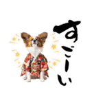パピヨン子犬！華やかお正月スタンプ（個別スタンプ：32）