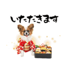 パピヨン子犬！華やかお正月スタンプ（個別スタンプ：33）