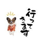 パピヨン子犬！華やかお正月スタンプ（個別スタンプ：35）