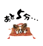パピヨン子犬！華やかお正月スタンプ（個別スタンプ：36）