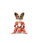 パピヨン子犬！華やかお正月スタンプ（個別スタンプ：37）