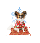 パピヨン子犬！華やかお正月スタンプ（個別スタンプ：38）