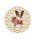 パピヨン子犬！華やかお正月スタンプ（個別スタンプ：39）