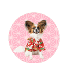 パピヨン子犬！華やかお正月スタンプ（個別スタンプ：40）