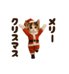 ねこの年末年始＆あけおめ♡2026（個別スタンプ：21）