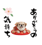ペキニーズ！ふわもこ子犬のお正月スタンプ（個別スタンプ：13）