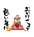 ペキニーズ！ふわもこ子犬のお正月スタンプ（個別スタンプ：15）