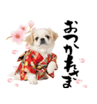 ペキニーズ！ふわもこ子犬のお正月スタンプ（個別スタンプ：21）