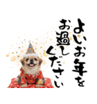 ペキニーズ！ふわもこ子犬のお正月スタンプ（個別スタンプ：30）