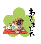 ペキニーズ！ふわもこ子犬のお正月スタンプ（個別スタンプ：31）
