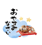 ペキニーズ！ふわもこ子犬のお正月スタンプ（個別スタンプ：34）