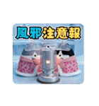 動く 3D三匹の擦れねこ 年末年始2026（個別スタンプ：22）