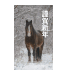 Run to 2026！野生の馬たちの新年スタンプ（個別スタンプ：14）