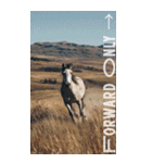 Run to 2026！野生の馬たちの新年スタンプ（個別スタンプ：16）