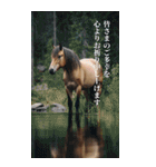 Run to 2026！野生の馬たちの新年スタンプ（個別スタンプ：21）