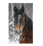 Run to 2026！野生の馬たちの新年スタンプ（個別スタンプ：37）