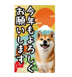 BIG 柴犬のあけおめスタンプ（個別スタンプ：2）