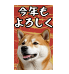 BIG 柴犬のあけおめスタンプ（個別スタンプ：7）