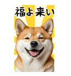 BIG 柴犬のあけおめスタンプ（個別スタンプ：9）