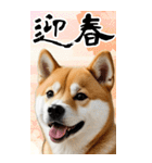 BIG 柴犬のあけおめスタンプ（個別スタンプ：10）