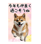 BIG 柴犬のあけおめスタンプ（個別スタンプ：11）