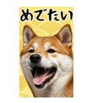 BIG 柴犬のあけおめスタンプ（個別スタンプ：12）