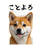 BIG 柴犬のあけおめスタンプ（個別スタンプ：14）