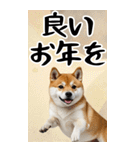 BIG 柴犬のあけおめスタンプ（個別スタンプ：16）