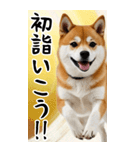 BIG 柴犬のあけおめスタンプ（個別スタンプ：17）