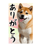 BIG 柴犬のあけおめスタンプ（個別スタンプ：21）