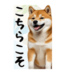 BIG 柴犬のあけおめスタンプ（個別スタンプ：22）